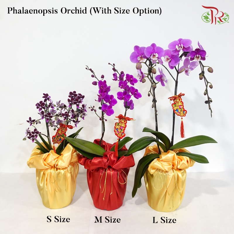 【CNY 2026】A Blossom Welcomes Spring 《一花迎春》(Random Choose Orchid Color) (With Orchid Size & Color Option)