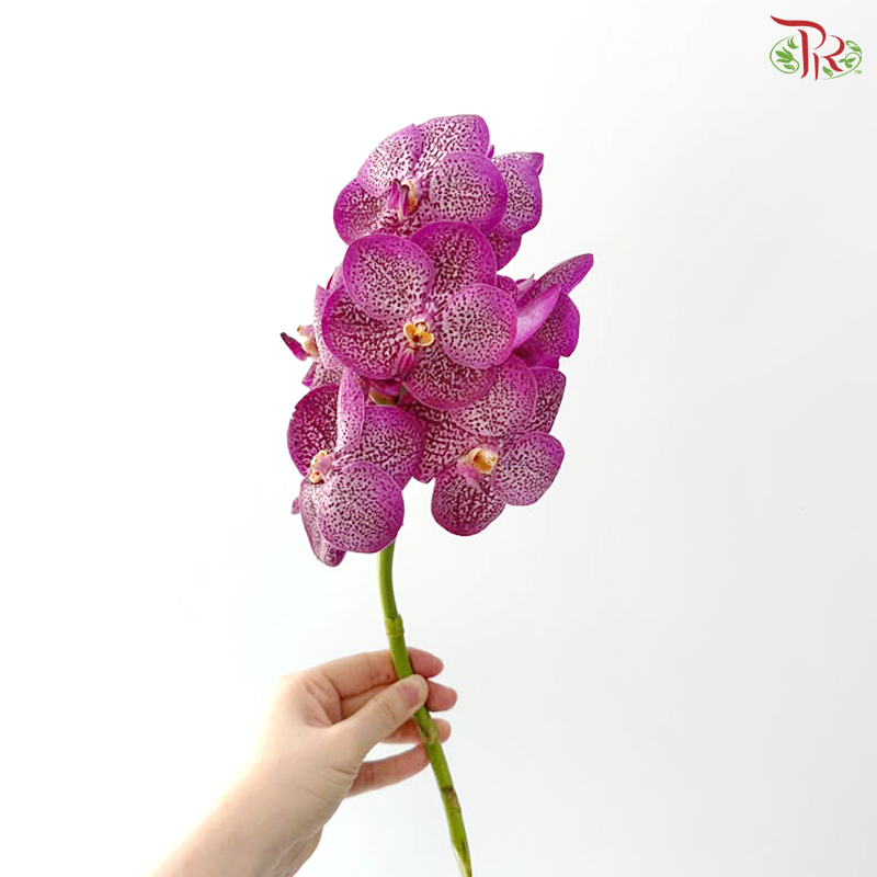 Orchid Vanda Cherry Pink (Per Stem)