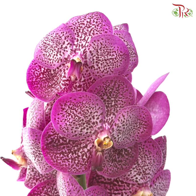 Orchid Vanda Cherry Pink (Per Stem)
