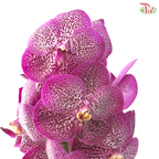 Orchid Vanda Cherry Pink (Per Stem)