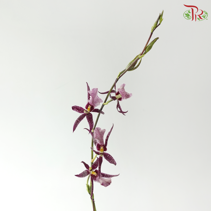 Arachnis (Scorpion Orchid) - Purple (Half Bunch)