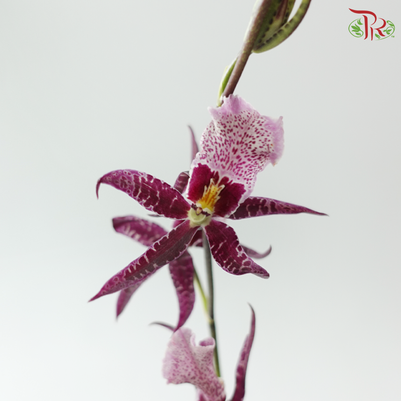 Arachnis (Scorpion Orchid) - Purple (Half Bunch)