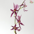 Arachnis (Scorpion Orchid) - Purple (Half Bunch)