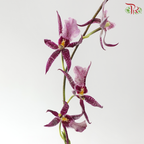 Arachnis (Scorpion Orchid) - Purple (Half Bunch)
