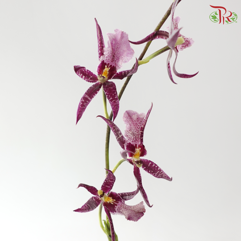 Arachnis (Scorpion Orchid) - Purple (Half Bunch)