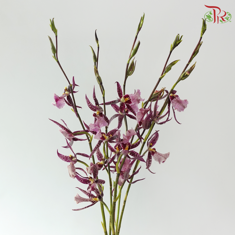 Arachnis (Scorpion Orchid) - Purple (Half Bunch)