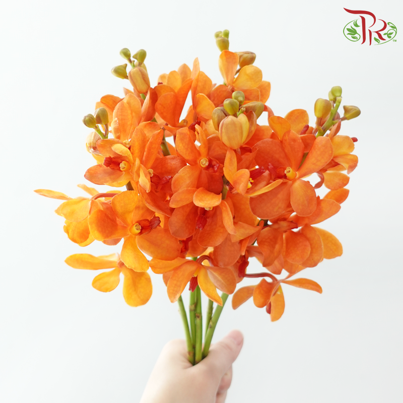 HW - Mokara Gold Nugget - Orange (L) (5 Stems)