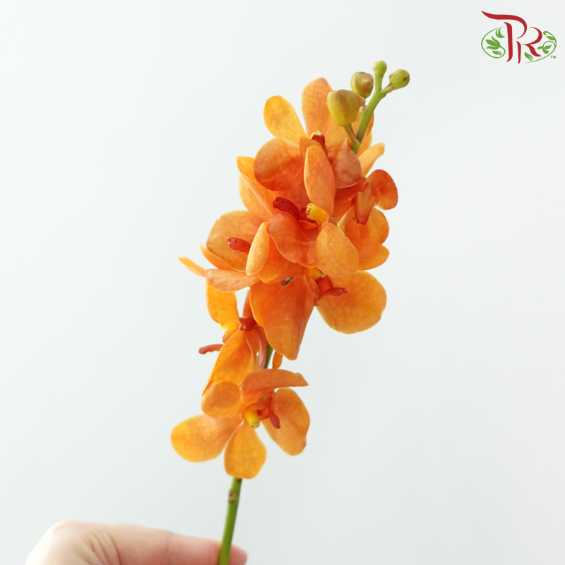 HW - Mokara Gold Nugget - Orange (L) (5 Stems)