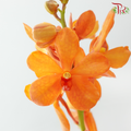 HW - Mokara Gold Nugget - Orange (S) (5 Stems)