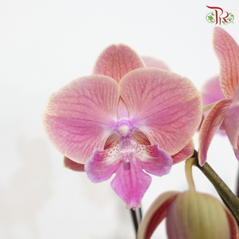 【CNY 2026】A Blossom Welcomes Spring 《一花迎春》(Random Choose Orchid Color) (With Orchid Size & Color Option)