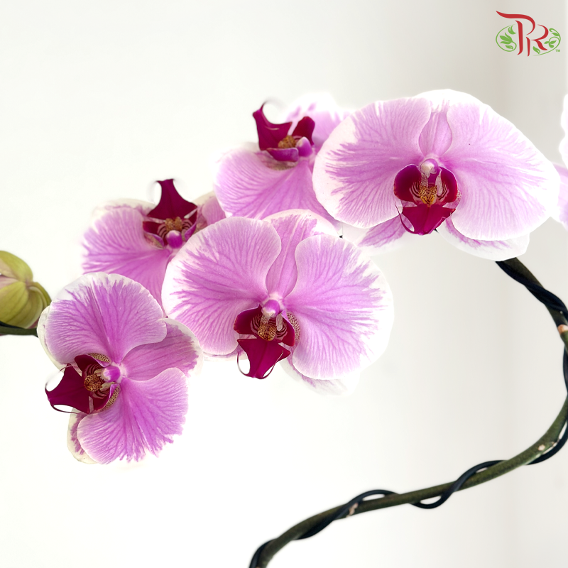 【Father's Day Series】Orchidée Courbe