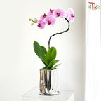【Father's Day Series】Orchidée Courbe