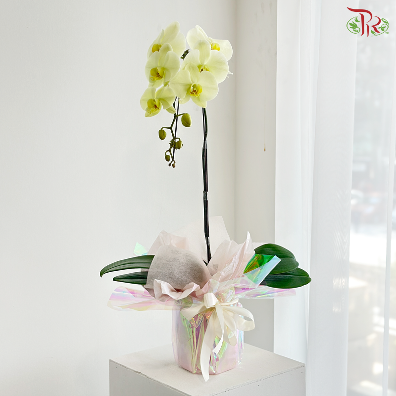 Orchidée Fantaisie Orchids Arrangement (With Option)