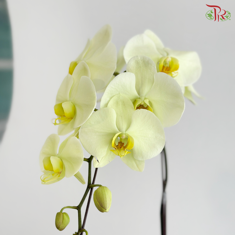 Orchidée Fantaisie Orchids Arrangement (With Option)