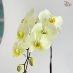 Orchidée Fantaisie Orchids Arrangement (With Option)