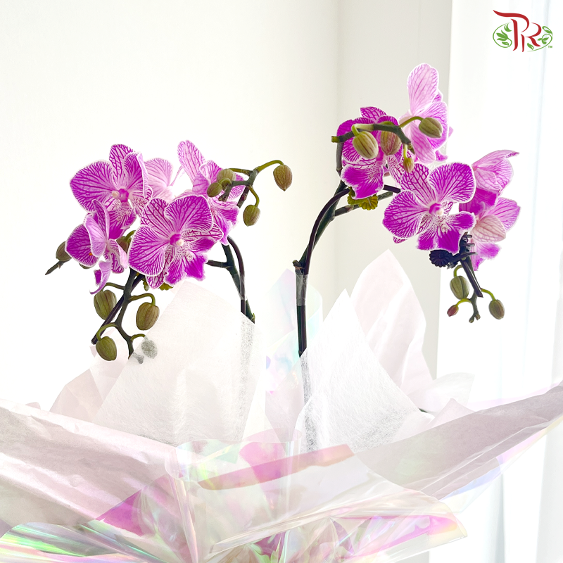 Orchidée Fantaisie Orchids Arrangement (With Option)