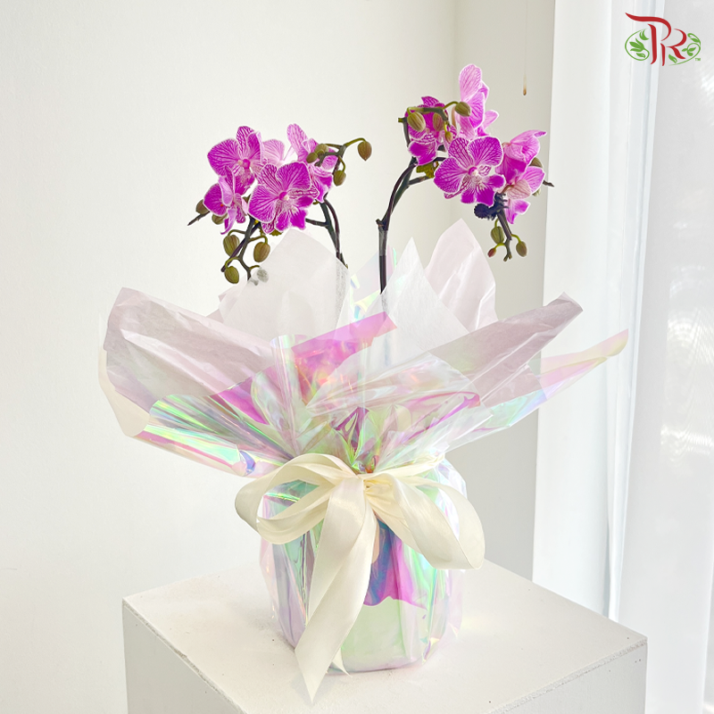 Orchidée Fantaisie Orchids Arrangement (With Option)
