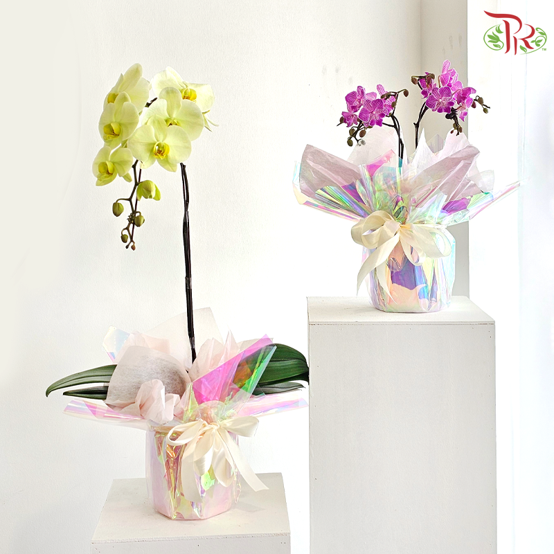 Orchidée Fantaisie Orchids Arrangement (With Option)