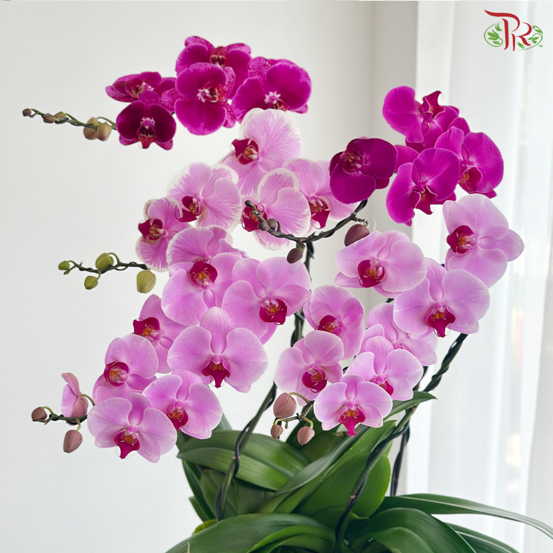 Orchid in Motion Orchids Arrangement