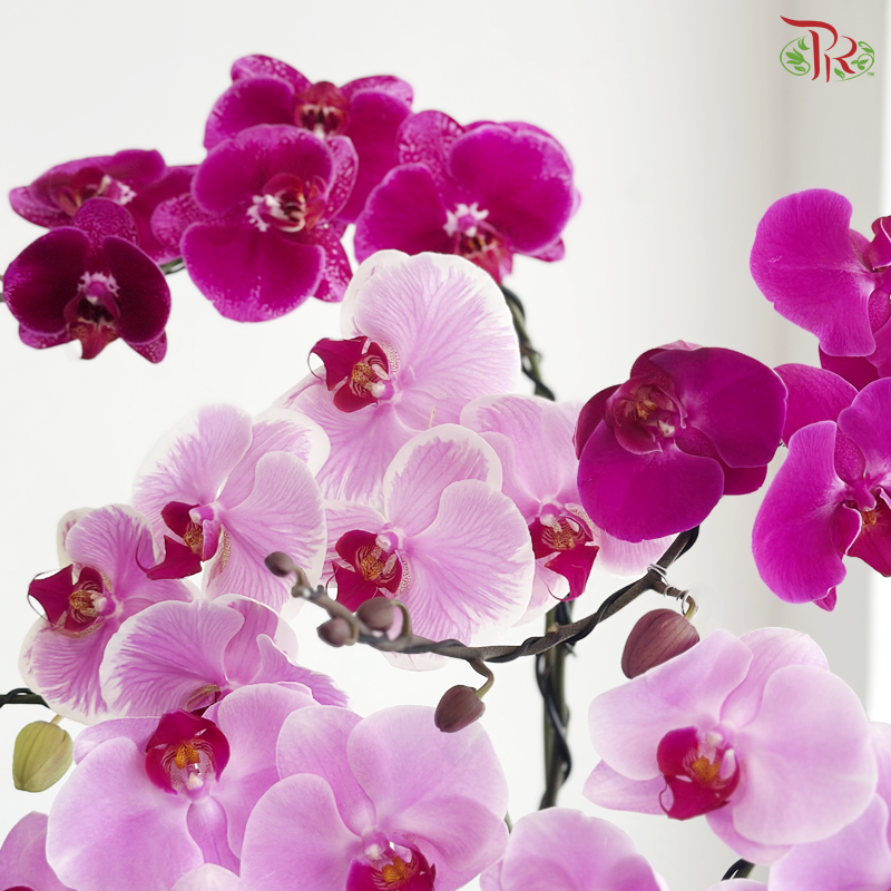 Orchid in Motion Orchids Arrangement