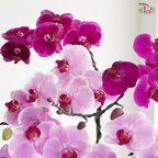 Orchid in Motion Orchids Arrangement