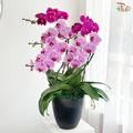 Orchid in Motion Orchids Arrangement