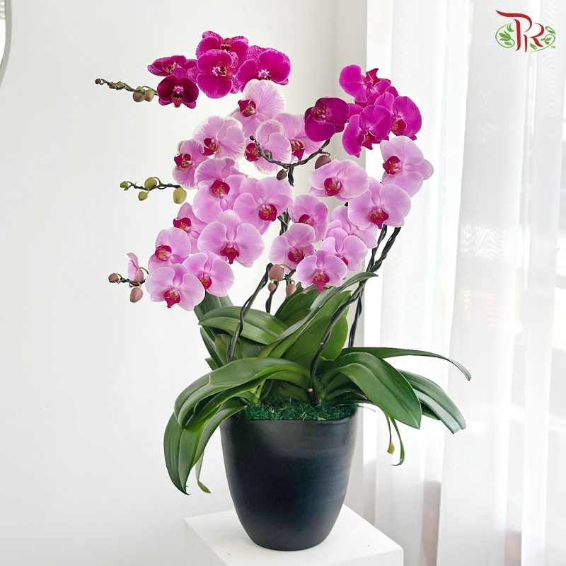 Orchid in Motion Orchids Arrangement
