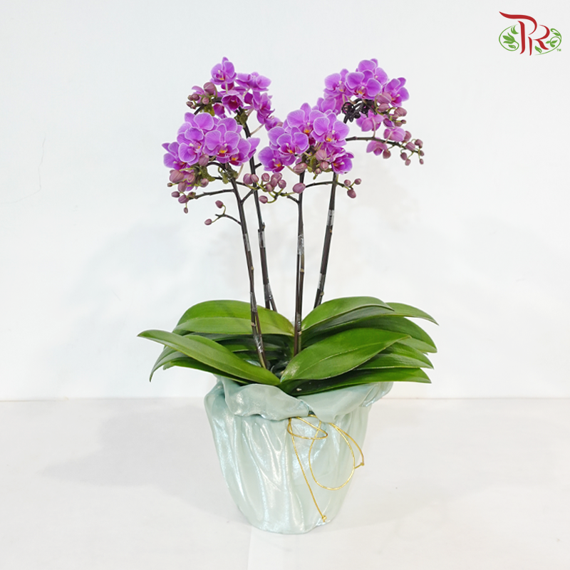 Orchid in Satin Grace (With Wrapping Cloth Color Option)