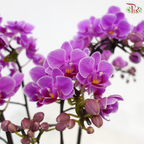 Orchid in Satin Grace (With Wrapping Cloth Color Option)