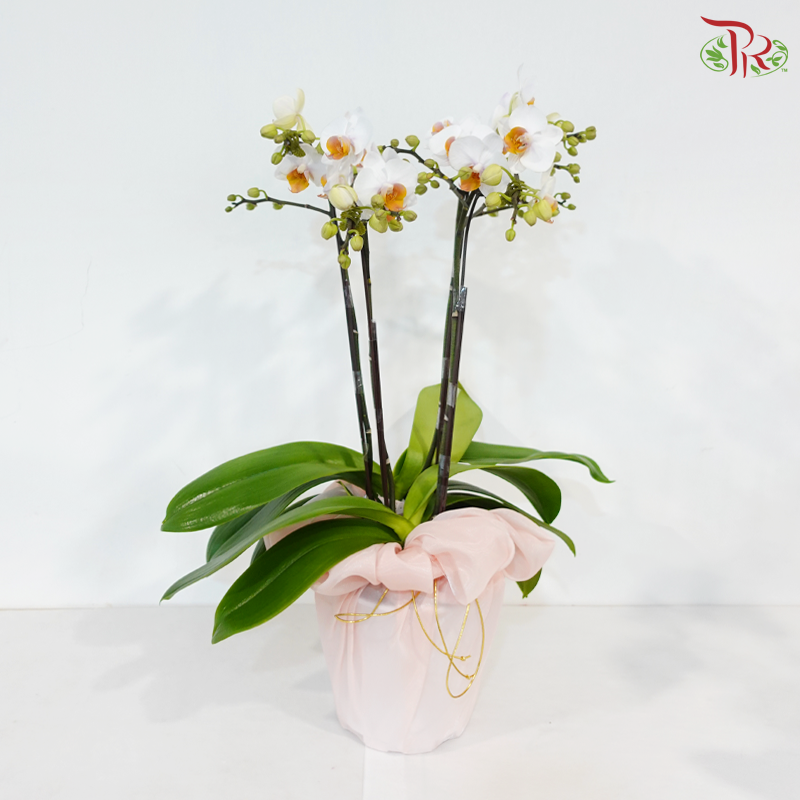 Orchid in Satin Grace (With Wrapping Cloth Color Option)