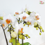 Orchid in Satin Grace (With Wrapping Cloth Color Option)