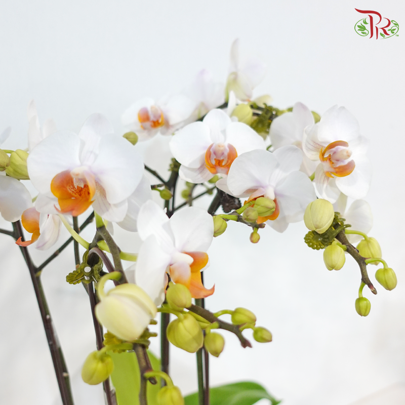 Orchid in Satin Grace (With Wrapping Cloth Color Option)