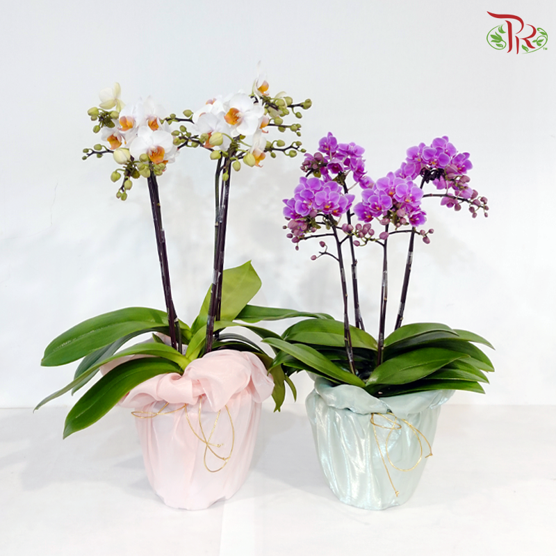 Orchid in Satin Grace (With Wrapping Cloth Color Option)