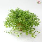 Oregano P150 披萨草 F02