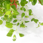 Oregano P150 披萨草 F02