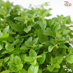 Oregano P150 披萨草 F02