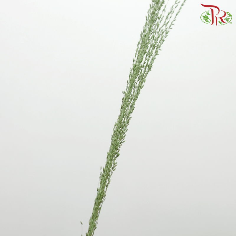 Ornamental Grass (10 Stems) - Pudu Ria Florist