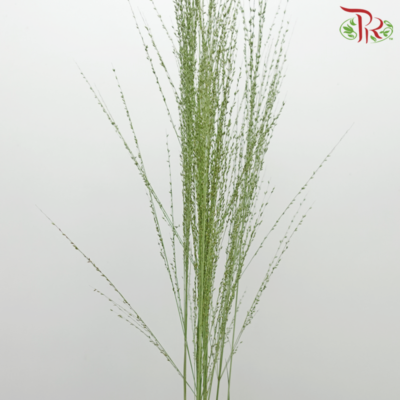 Ornamental Grass (10 Stems) - Pudu Ria Florist