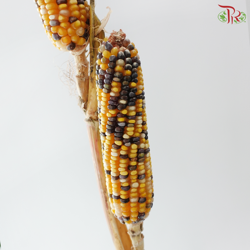 Ornamental Corn (Per Bunch)