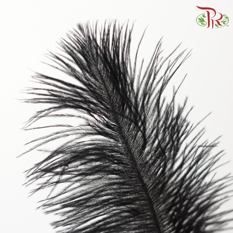 Ostrich Feather Preservative - Black (15cm) (10 Stems)