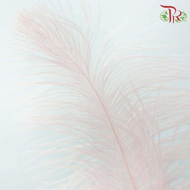 Ostrich Feather Preservative - Pink  (15cm) (10 Stems)