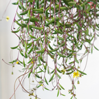 Othonna Capensis P150《紫玄月》