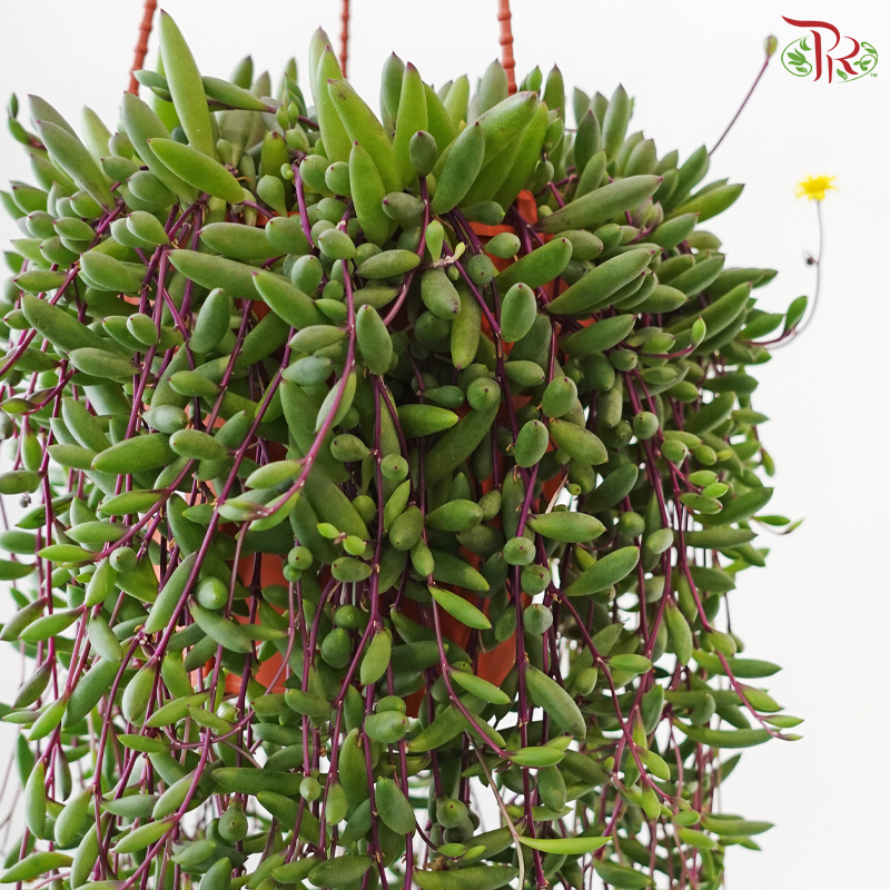 Othonna Capensis P150《紫玄月》