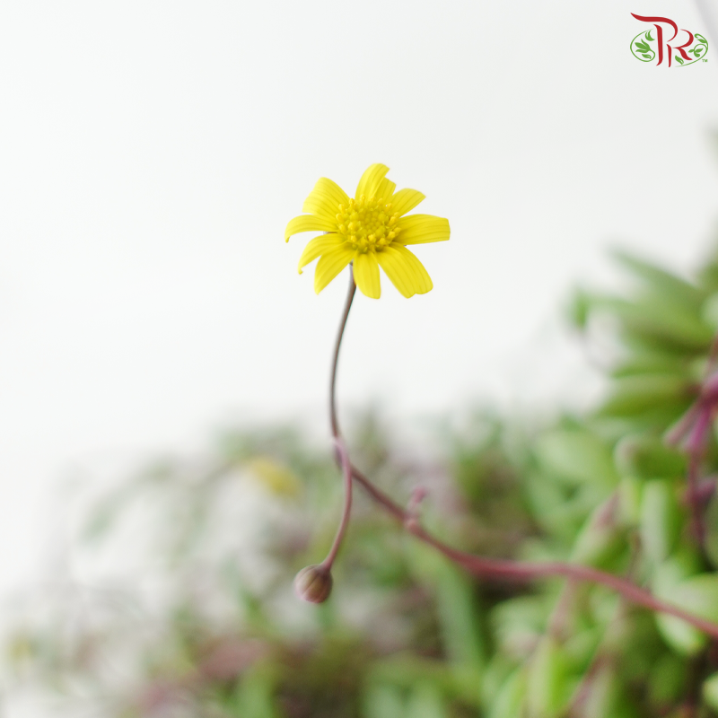 Othonna Capensis P150《紫玄月》