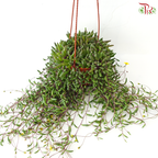 Othonna Capensis P150《紫玄月》