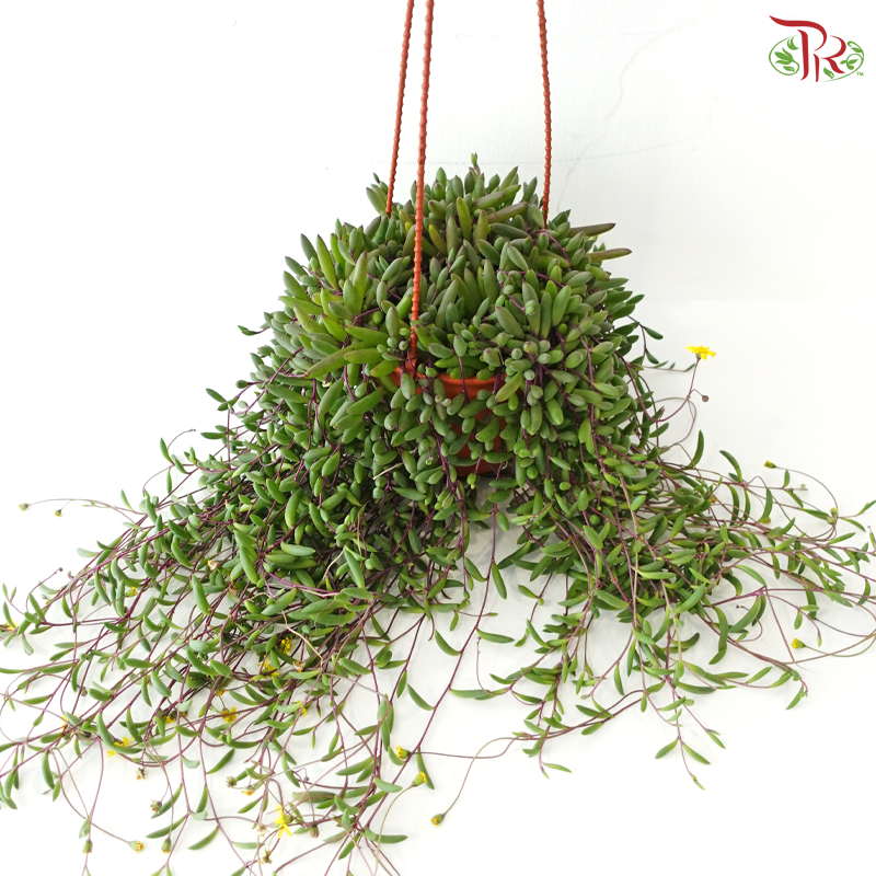 Othonna Capensis P150《紫玄月》