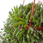 Othonna Capensis P150《紫玄月》