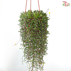Othonna Capensis P150《紫玄月》