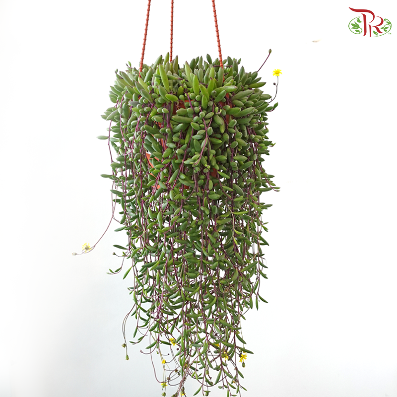 Othonna Capensis P150《紫玄月》