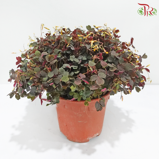 Oxalis Spiralis P140《酢漿草》